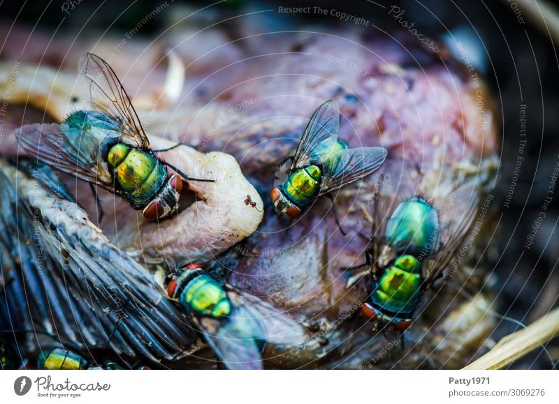 Schmeissfliegen Totes Tier Vogel Fliege Flügel Schmeißfliege Goldfliege Lucilia sericata Fressen krabbeln Ekel glänzend gelb grün gefräßig Natur Tod Verfall