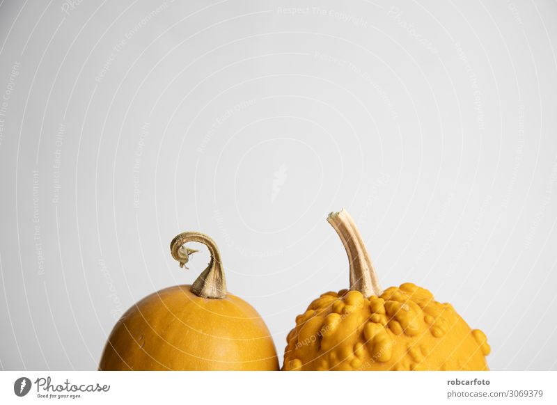 perfekte Kürbisse auf weißem Hintergrund Gemüse Dekoration & Verzierung Erntedankfest Halloween Pflanze Herbst frisch orange Lebensmittel reif vereinzelt