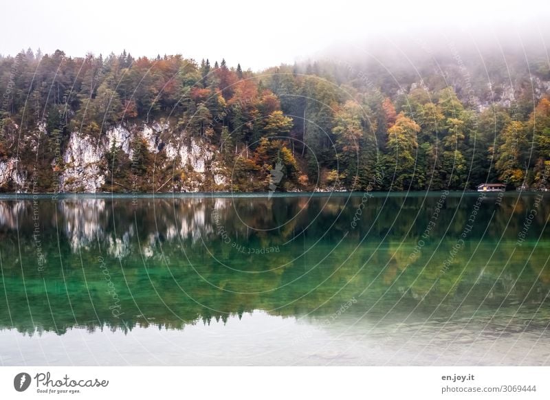 nebulös | am Alpsee Ferien & Urlaub & Reisen Ausflug Natur Landschaft Herbst Nebel Wald Felsen See grün türkis Traurigkeit Sorge Trauer Idylle Tourismus