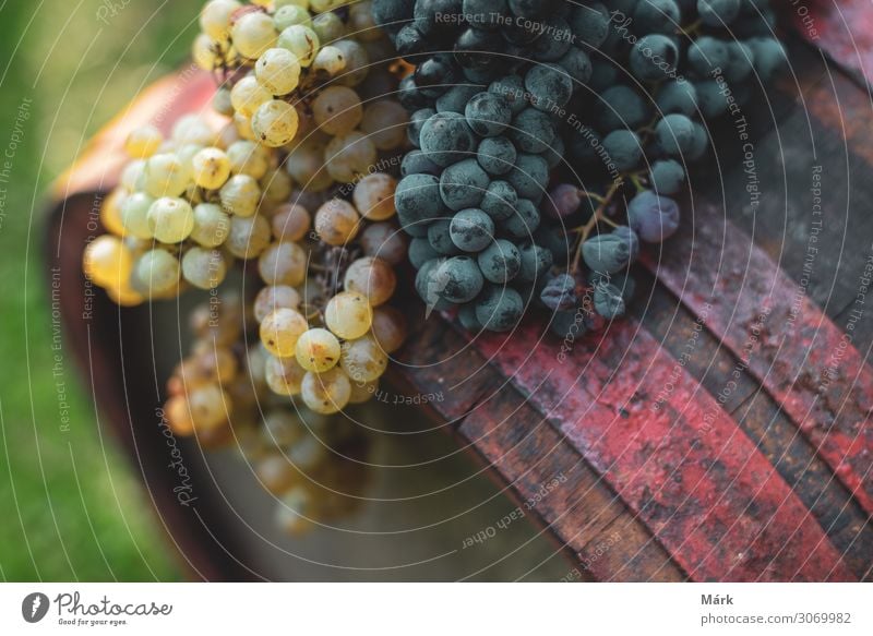 Blaue und weiße Trauben auf einem alten Weinfass im Weinberg, Ungarn Frucht Lauf Ernte Lebensmittel Weingut Getränk Weinlese Dessert Alkohol Gesunde Ernährung