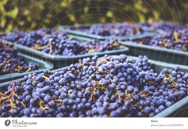 Blaue Cabernet Franc Weintrauben. Trauben für die Weinherstellung. Detailaufnahme einer Weinrebe in einem Weinberg im Herbst, Ungarn. Frucht Weingut Ernte