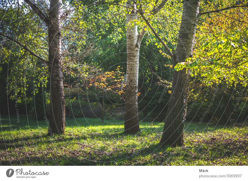 Herbstbäume im Garten mit Sonnenlicht / Pannonhalma Arboretum, Ungarn Bäume Feiertag Wald reisen Natur Landschaft Ferien & Urlaub & Reisen Jahreszeiten Baum