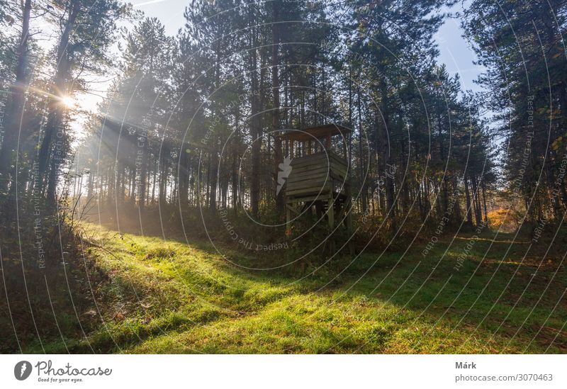 Sonnenschein im Wald. Herbstmorgenlicht durch die Bäume im Wald, Ungarn Morgen Sonnenaufgang Landschaft Tourismus Abenteuer Nebel Forstwirtschaft reisen Natur