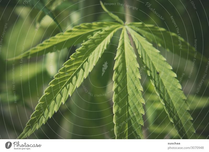 hanfblatt Hanf Pflanze Cannabis Marihuana grün legal cbd alternativ Betäubungsmittel Kraut medizinisch Natur Cannabidiol Tetrahydrocannabinol Gesundheit