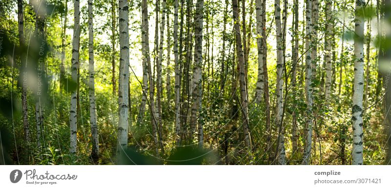 Sommer im Birkenwald in Finnland | Panorama Gesundheit Alternativmedizin Wellness Wohlgefühl ruhig Ferien & Urlaub & Reisen Ausflug Sommerurlaub Sonne Umwelt