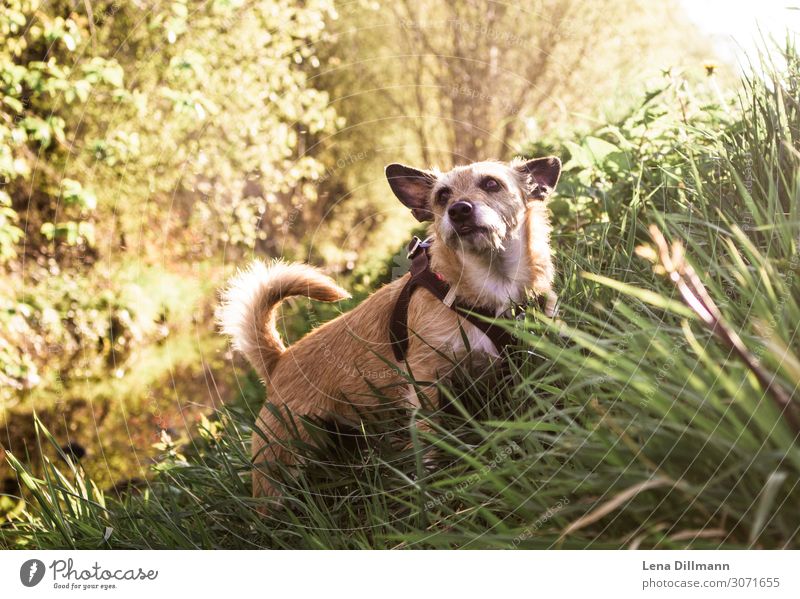 Hund #1 Ausflug Umwelt Natur Landschaft Tier Erde Sommer Schönes Wetter Gras Grünpflanze Park Feld Hügel Bach Haustier Schwimmen & Baden beobachten Bewegung