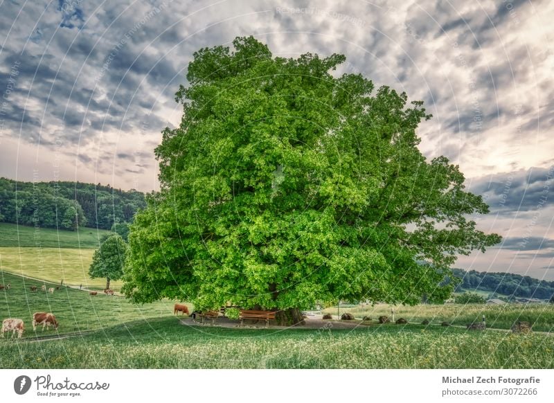 HDR-Aufnahme einer alten Linde unter spektakulärem Himmel schön Sommer Sonne Natur Landschaft Pflanze Wolken Baum Gras Blatt Wiese Straße Wege & Pfade frisch