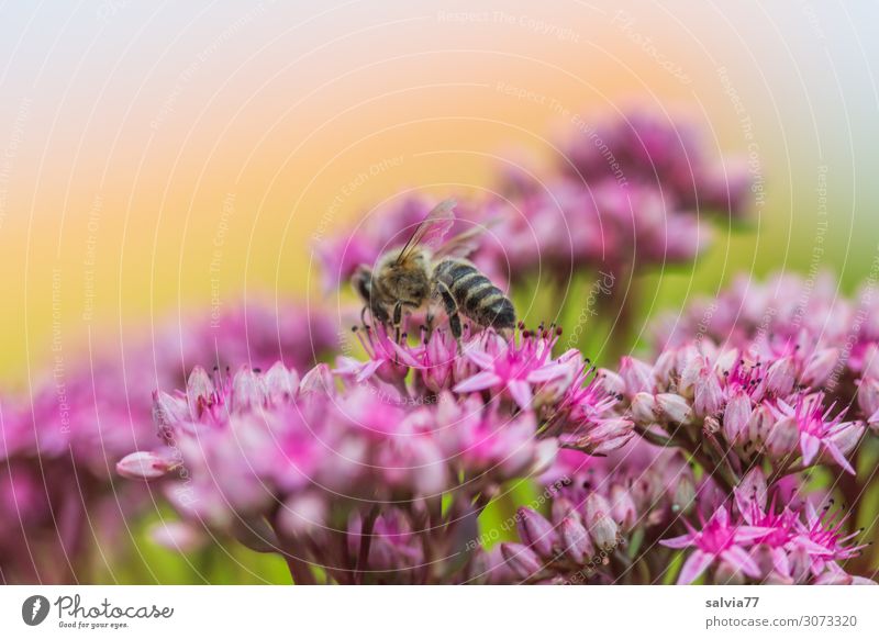 Sedum-Blütensternchen Umwelt Natur Sommer Pflanze Blume Fetthenne Sukkulenten Garten Tier Nutztier Biene Honigbiene Insekt 1 Blühend Duft