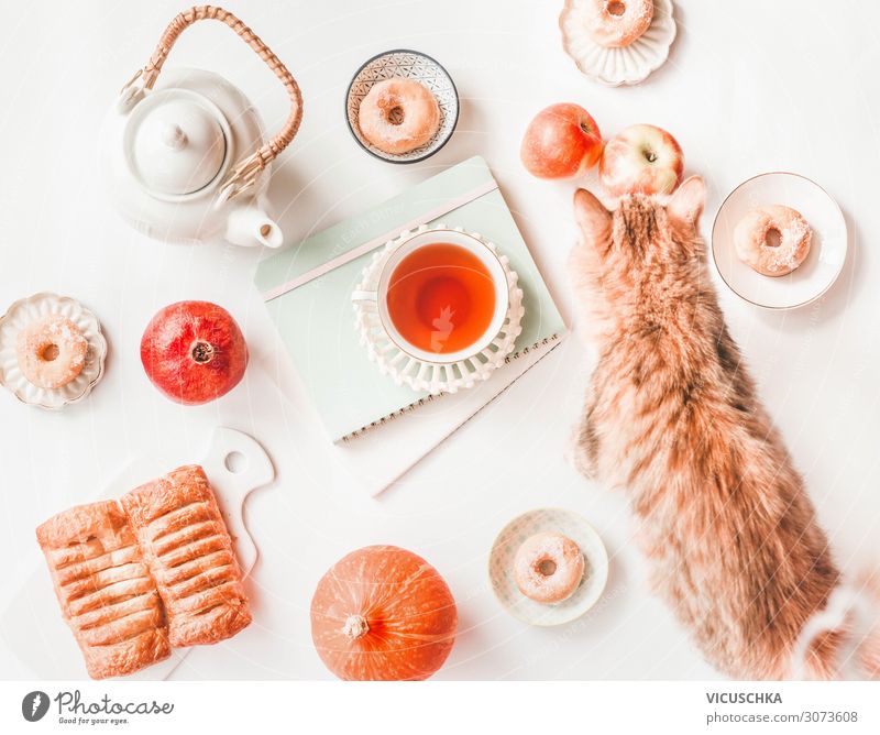 Herbst Stillleben mit Kürbis, Katze und Tee Lebensmittel Kuchen Ernährung Getränk Heißgetränk Lifestyle Häusliches Leben Tier Design Krapfen Hintergrundbild
