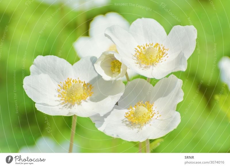 weiße Blumen Umwelt Natur Pflanze Blüte Blühend Überstrahlung Ökosystem geblümt Blütezeit gedeihen Blütenstand offene Blume Blütenblatt Farbfoto Menschenleer