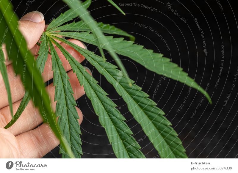 Cannabis-Blatt Alternativmedizin Gesundheitswesen Hand Finger Pflanze Hanf wählen berühren festhalten frei frisch Zusammensein rebellisch Cannabisblatt
