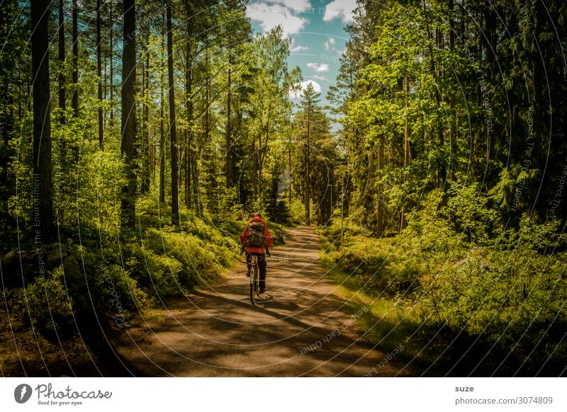 Waldradeln Gesundheit Wohlgefühl ruhig Ferien & Urlaub & Reisen Ausflug Abenteuer Freiheit Sommer Fahrradfahren Mensch Mann Erwachsene 1 18-30 Jahre Jugendliche