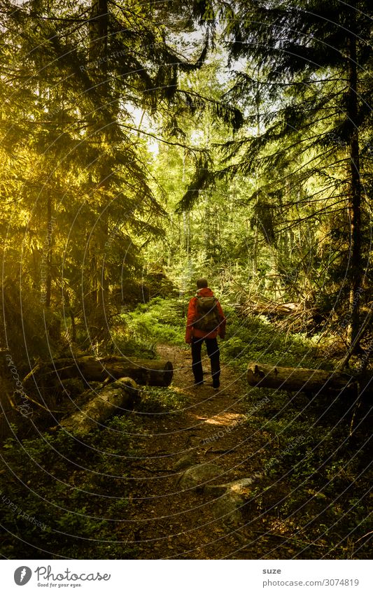 Der Wald gewährt das fremde Wesen Gesundheit Ferien & Urlaub & Reisen Abenteuer Freiheit Sommerurlaub wandern Mensch maskulin Mann Erwachsene Umwelt Natur