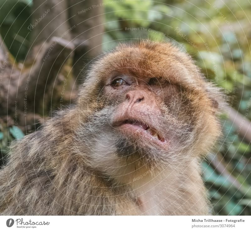 Mürrisch schauender Affe Natur Tier Sonnenlicht Schönes Wetter Baum Blatt Wald Wildtier Tiergesicht Fell Affen Berberaffen Kopf Auge Nase Maul 1 beobachten