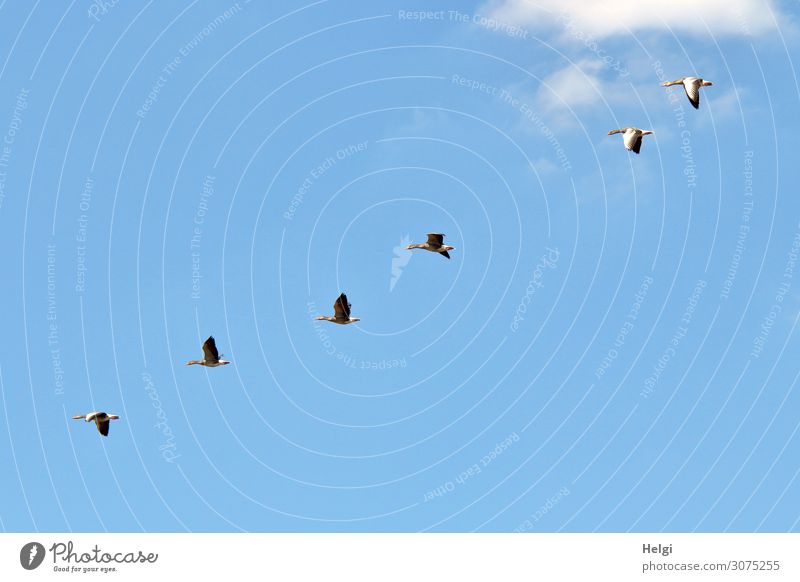 sechs Wildgänse im Formationsflug vor blauem Himmel Umwelt Natur Wolken Sommer Schönes Wetter Tier Vogel Graugans Tiergruppe fliegen authentisch einzigartig