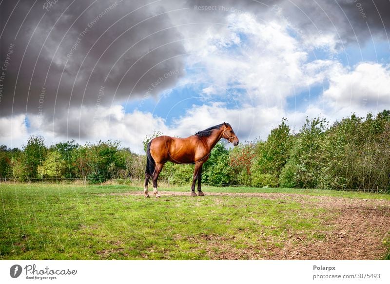 Braunes Pferd auf einer grünen Wiese stehend schön Sommer Industrie Menschengruppe Natur Landschaft Tier Himmel Wolken Horizont Baum Gras Fressen hell braun