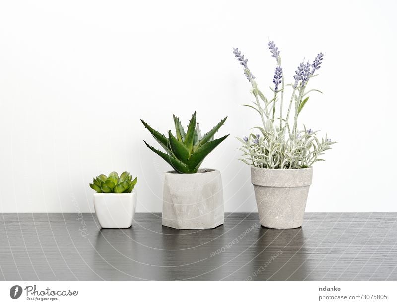 drei Keramiktöpfe mit Pflanzen auf einem schwarzen Tisch elegant Stil Haus Dekoration & Verzierung Büro Natur Blume Blatt Blüte Holz Wachstum einfach frisch