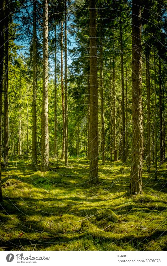 Kein Mensch Gesundheit Wellness harmonisch Wohlgefühl ruhig Ferien & Urlaub & Reisen Abenteuer Freiheit Sommer Umwelt Natur Landschaft Pflanze Klima Moos Wald