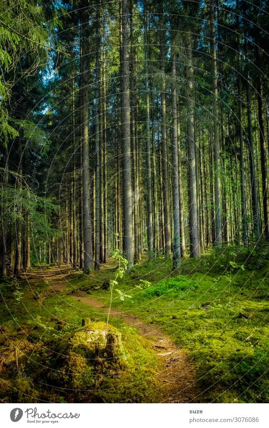 Nachwuchs Gesundheit Wohlgefühl ruhig Ferien & Urlaub & Reisen Ausflug Abenteuer Freiheit wandern Umwelt Natur Landschaft Pflanze Klima Sträucher Wald