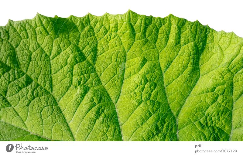 green leaf detail Wohnung Natur Pflanze Blatt frisch saftig grün ausschnitt formatfüllend halb durchsichtig bio natürlich Botanik flach Oberfläche Photosynthese