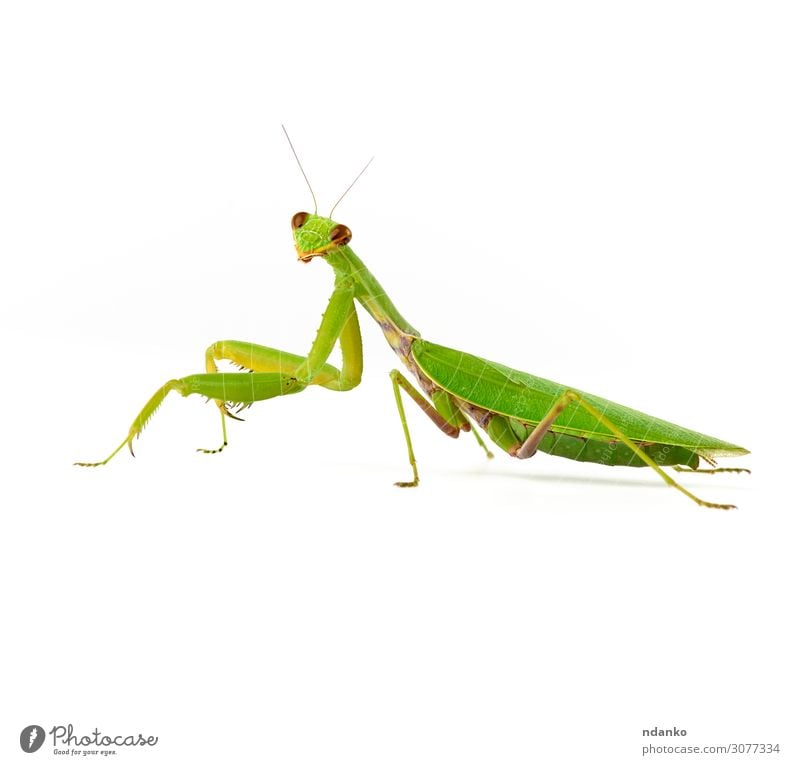 große grüne Mantis auf weißem Hintergrund schaut auf die Kamera. Natur Tier 1 stehen natürlich wild Wanze Auge Fauna Kopf Insekt Wirbellose Bein Gottesanbeterin