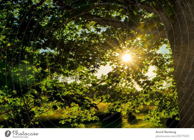 Sonnenlicht, das durch die Blätter scheint Herbst Hintergrund schön Schönheit Umwelt Laubwerk Wald Waldwiese grün Dschungel Landschaft Blatt Licht Nebel Morgen