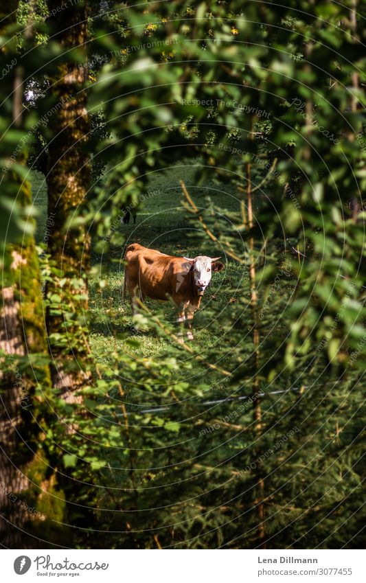 Braune Kuh im Wald Allgäuer Alpen Kur Berge u. Gebirge wandern Natur Landschaft Tier Pflanze Baum Sträucher Grünpflanze Nutztier 1 wild grün Gelassenheit ruhig
