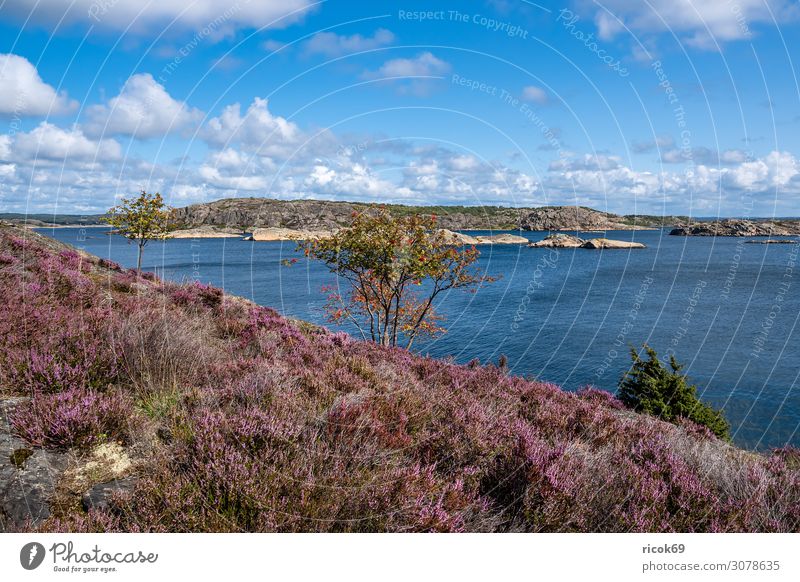 Blick auf die Insel Dyrön in Schweden Erholung Ferien & Urlaub & Reisen Tourismus Sommer Meer Natur Landschaft Wasser Wolken Baum Sträucher Felsen Küste Nordsee