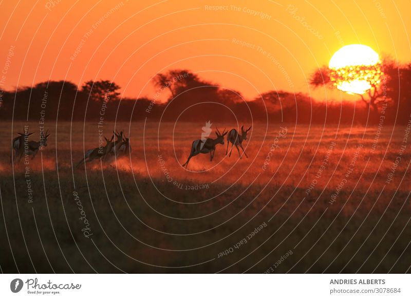 Springbock - Sonnenläufer in Afrika Ferien & Urlaub & Reisen Tourismus Ausflug Abenteuer Freiheit Sightseeing Safari Sommer Umwelt Natur Tier Urelemente