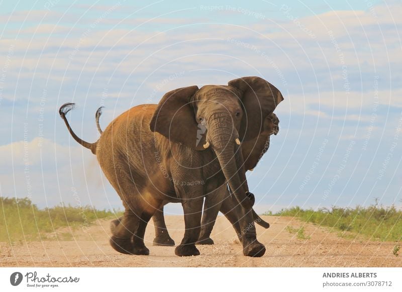Afrikanischer Elefant - Rüssel und Stoßzähne der Macht harmonisch Erholung ruhig Ferien & Urlaub & Reisen Tourismus Ausflug Abenteuer Freiheit Sightseeing