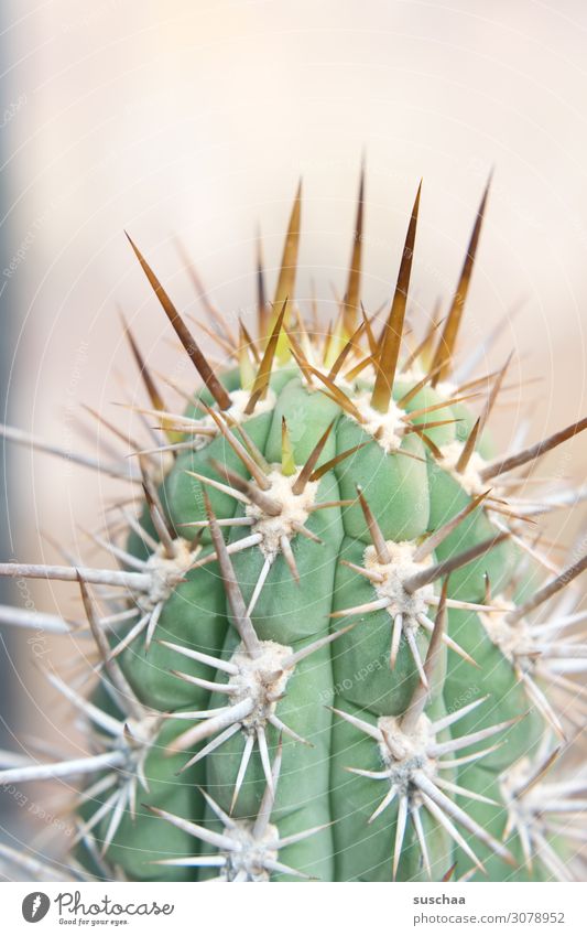 spitz und stachelig Kaktus Spitze zynisch gefährlich Vorsicht Gefahr Botanik Botanischer Garten Pflanze Natur Detailaufnahme Stachel Gewächshaus Dorn