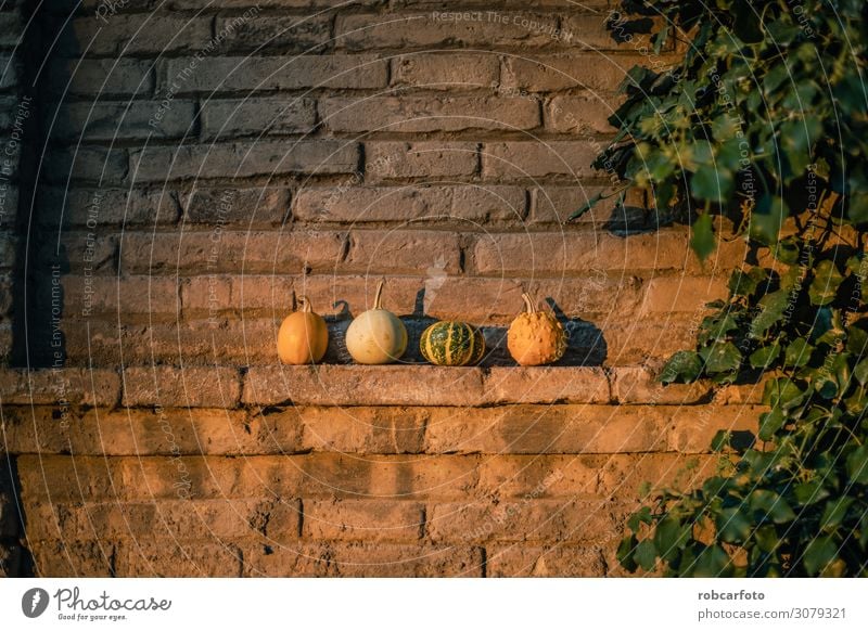 Kürbisse ideal für Halloween Gemüse Garten Dekoration & Verzierung Erntedankfest Herbst Holz natürlich gelb grün Farbe Tradition orange Lebensmittel fallen