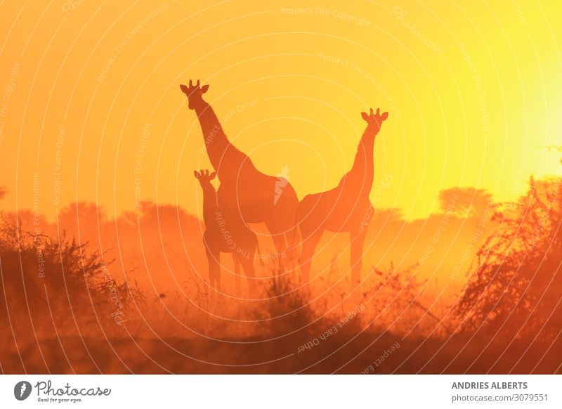 Giraffe Silhouette - Familie der Freiheit Tier Wildtier 3 Tiergruppe Herde Tierjunges Tierfamilie hören authentisch außergewöhnlich Bekanntheit elegant exotisch
