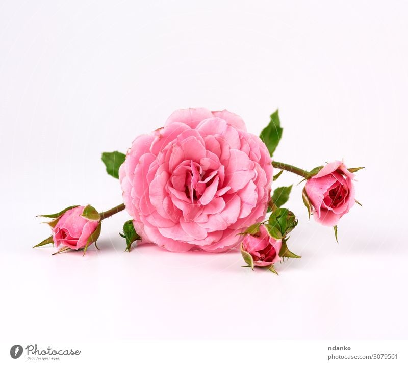 Zweig mit einer Knospe einer blühenden rosa Rose schön Sommer Feste & Feiern Hochzeit Natur Pflanze Blume Blüte Liebe einfach frisch natürlich weich weiß Farbe