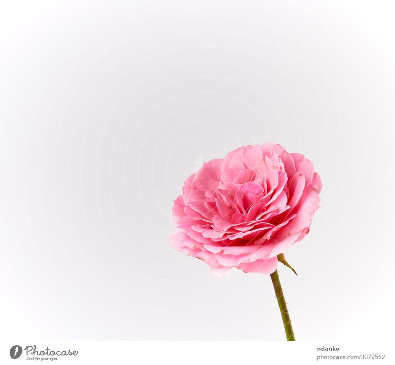 Knospe einer blühenden rosa Rose auf weißem Hintergrund Feste & Feiern Hochzeit Natur Pflanze Blume Blüte Liebe einfach frisch weich Farbe Roséwein Gruß