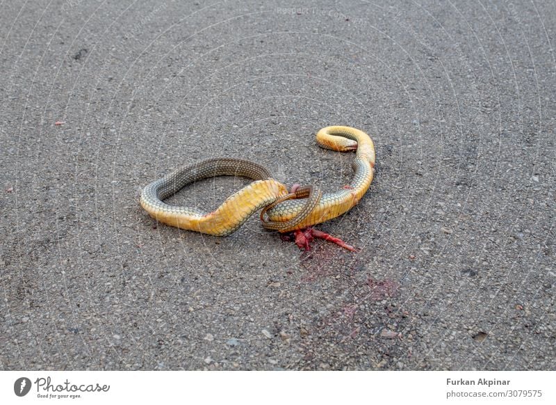 Eine tote Schlange, die auf einer Asphaltstraße zerkleinert wurde. Tier Wildtier Totes Tier 1 schuldig Scham Reue Angst Todesangst Menschenleer Abend
