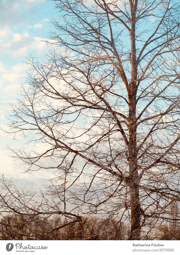 Herbst Winter Baum Doppelbelichtung Umwelt Natur Landschaft Himmel Wolken Schönes Wetter Wald hell blau braun grün türkis weiß Klima Ast Farbfoto Außenaufnahme