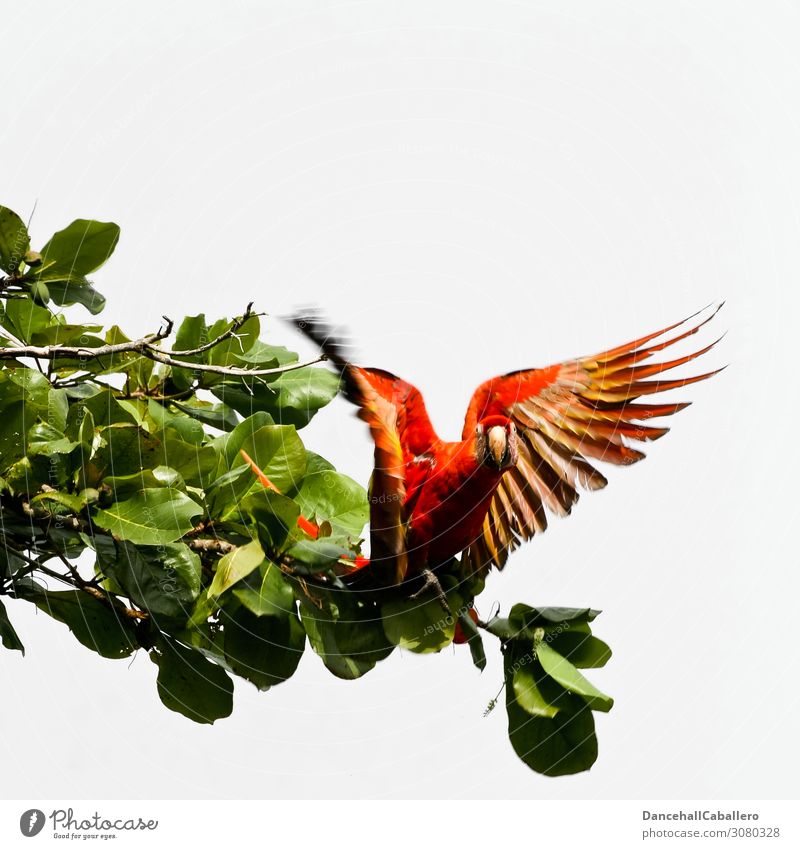 ara macao... Natur Tier Baum Vogel Flügel Ara Papageienvogel 1 fliegen frei Neugier schön mehrfarbig rot Tierliebe Durchstarter Abheben Ast Farbfoto