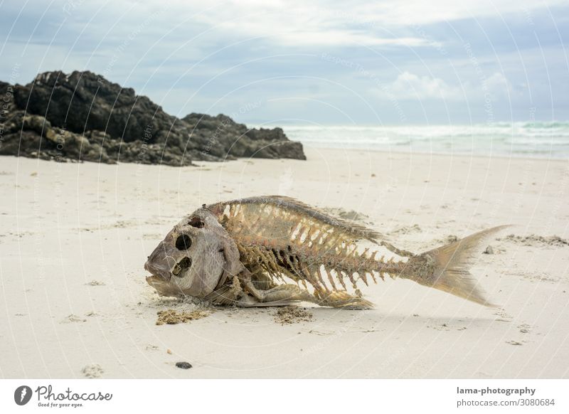 Harte (Ge)Zeiten Neuseeland Strand Sand Sandstrand Sonnenschein Meer Ferien & Urlaub & Reisen Natur Schönes Wetter Tourismus Fisch Skelett verhungern Dürre Tod