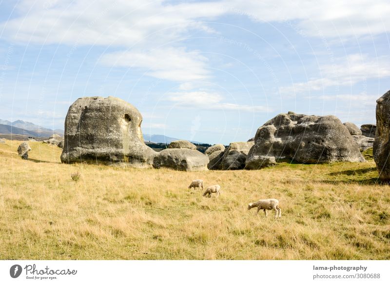 Elephant Rocks Ferien & Urlaub & Reisen Tourismus Ausflug Abenteuer Natur Landschaft Gras Hügel Felsen Duntroon Otago Neuseeland Menschenleer Sehenswürdigkeit