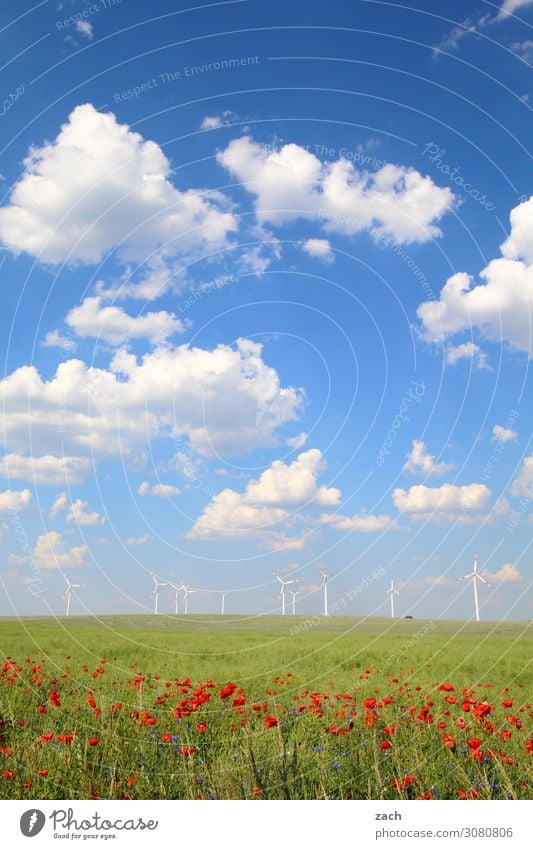 Feldstudie Energiewirtschaft Erneuerbare Energie Windkraftanlage Natur Pflanze Himmel Wolken Frühling Sommer Schönes Wetter Gras Blüte Grünpflanze Nutzpflanze