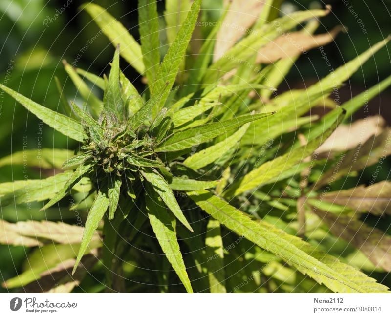 Hanfpflanze Detail Umwelt Natur Pflanze Blatt Blüte grün Abhängigkeit Cannabis Medikament Nutzpflanze Verbote ungesetzlich Industriehanf
