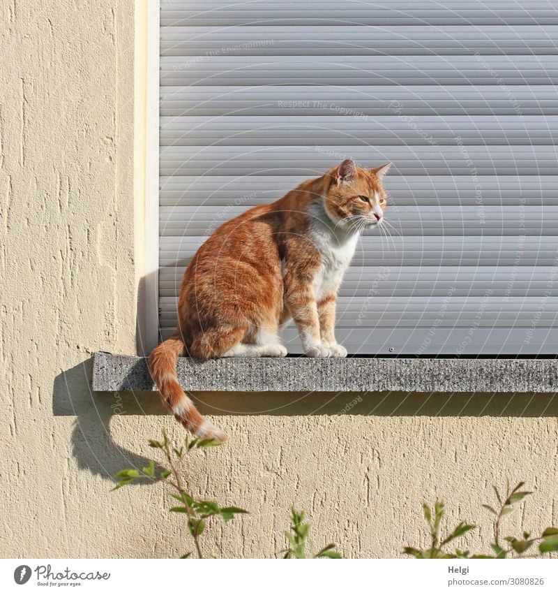 rot-getigerte Katze sitzt im Sonnenschein draußen auf einer Fensterbank Pflanze Kleinstadt Haus Mauer Wand Jalousie Fensterbrett Tier Haustier 1 genießen Blick