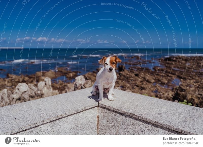 süßer kleiner Jack-Russell-Terrier, der im Freien sitzt und in die Kamera schaut. Ozean und Felsen im Hintergrund an einem sonnigen Tag. Haustiere im Freien und Lebensweise. Sommer-Konzept