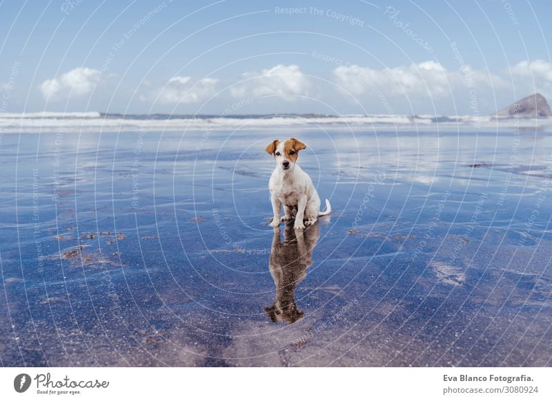 süßer kleiner Jack-Russell-Terrier-Hund am Strand, der in die Kamera schaut. Reflexion über das Wassermeer. Haustiere im Freien und Lebensweise. Sommer-Konzept