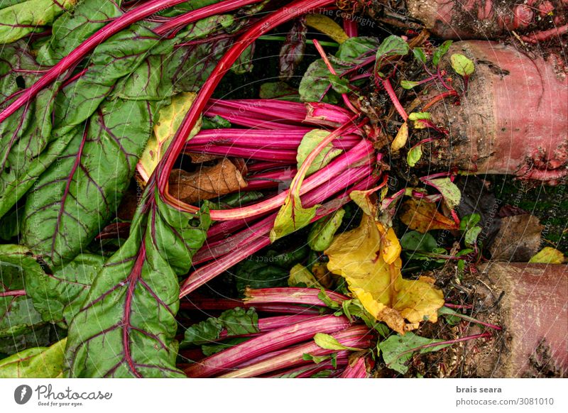 Rüben Lebensmittel Gemüse Ernährung Bioprodukte Vegetarische Ernährung Diät Lifestyle Gesundheit Gesunde Ernährung Garten Küche Koch Umwelt Natur Pflanze Blatt