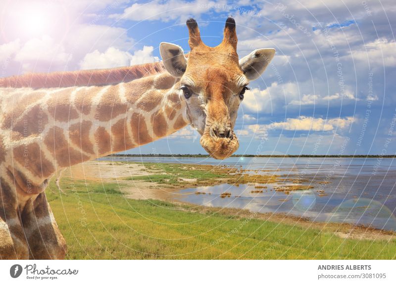 Giraffenporträt - Hell aussehend Leben Ferien & Urlaub & Reisen Tourismus Ausflug Abenteuer Ferne Freiheit Sightseeing Safari Umwelt Natur Landschaft Tier