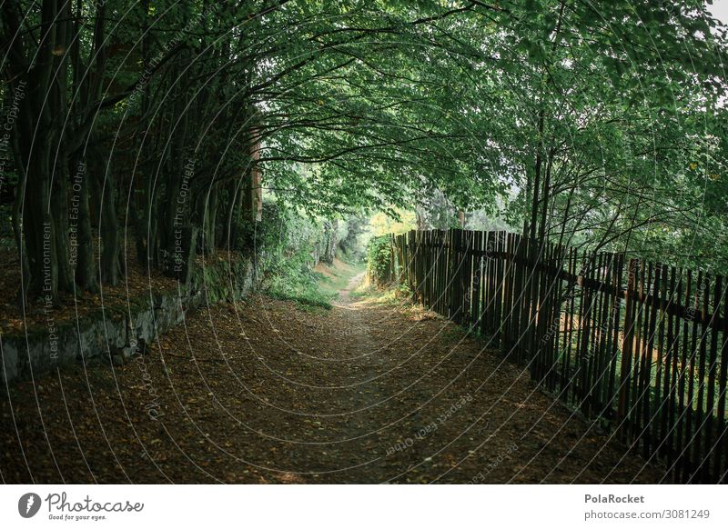 #A# Wanderweg Kunst ästhetisch Fußweg Wege & Pfade Natur Zaun Landleben Landschaft Wald Baum grün Farbfoto Gedeckte Farben Außenaufnahme Menschenleer