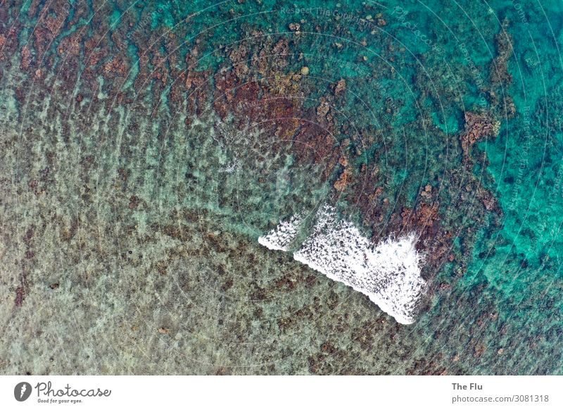 Korallenriff auf Mauritius Ferien & Urlaub & Reisen Tourismus Ferne Kreuzfahrt Sommer Sommerurlaub Meer Wellen Segeln tauchen Umwelt Natur Wasser Klima