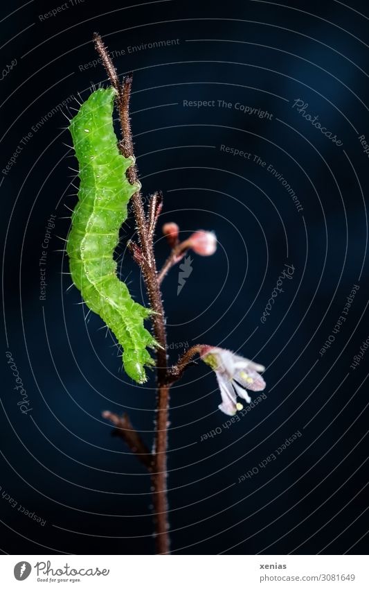Kopf siehe unten - grüne Raupe hängt an einem Ast vor dunklem Hintergrund Natur Tier Pflanze Blüte Stengel Wildtier 1 Fressen rosa schwarz Nahaufnahme